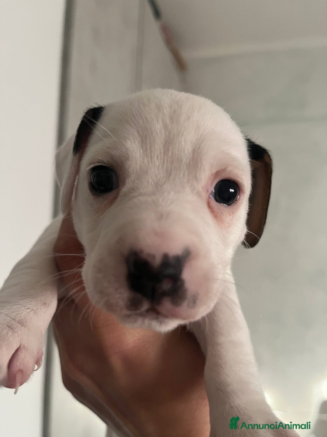 Jack Russell cani in vendita: Cucciole femmine - Annuncio 4