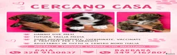 Meticcio cani in regalo: Cucciolo taglia medio piccola - Annuncio 9