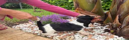 Bassethound cani in vendita: Cuccioli Bassethound - Annuncio 3