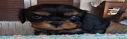 Cavalier King cani in vendita: Cavalier king black and tan pedigree  - Annuncio 3