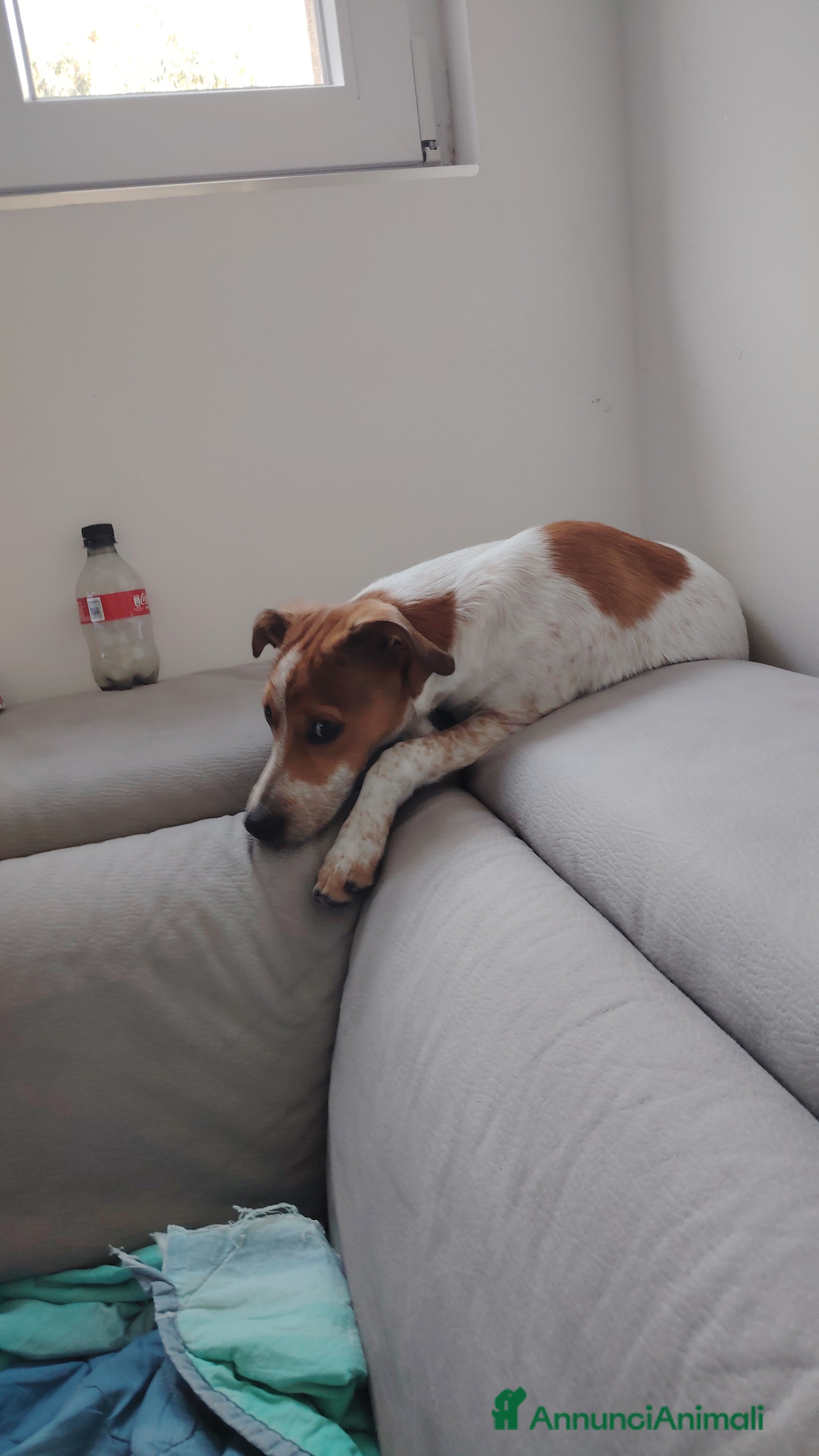Meticcio cani Regalo cucciola di 10 mesi - Annuncio 19