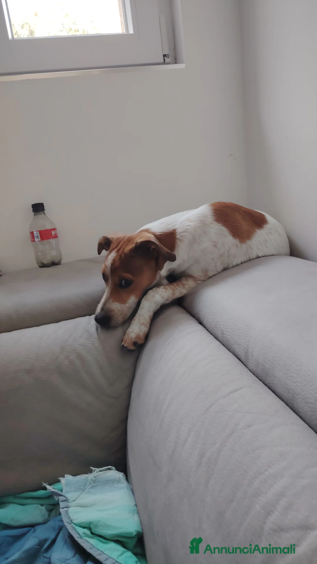 Meticcio cani in regalo: Regalo cucciola di 10 mesi a Provincia di Brescia - Annuncio 1