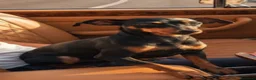 Pinscher Miniatura cani in vendita: Pinscher miniatura purissimi  a Provincia di Latina - Annuncio 7
