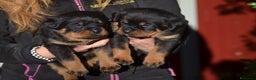 Rottweiler cani in vendita: Cuccioli rottweiler  - Annuncio 6