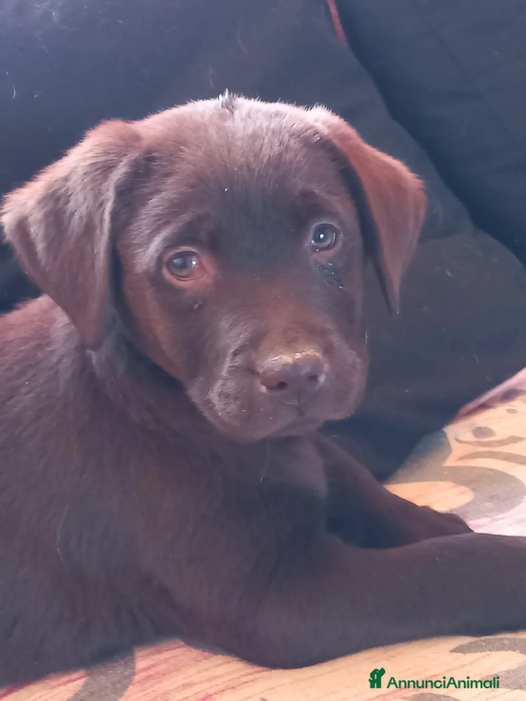 Labrador cani in vendita: Labrador retriever  - Annuncio 2
