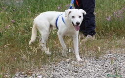 Altre razze cani in regalo: Nino in adozione - Immagine 5