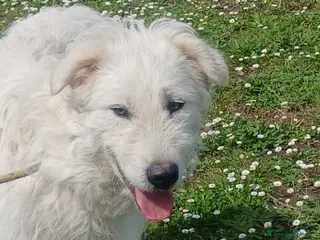 Meticcio cani SANDRINO HA PERSO TUTTO HA BISOGNO DI TE - Annuncio 24