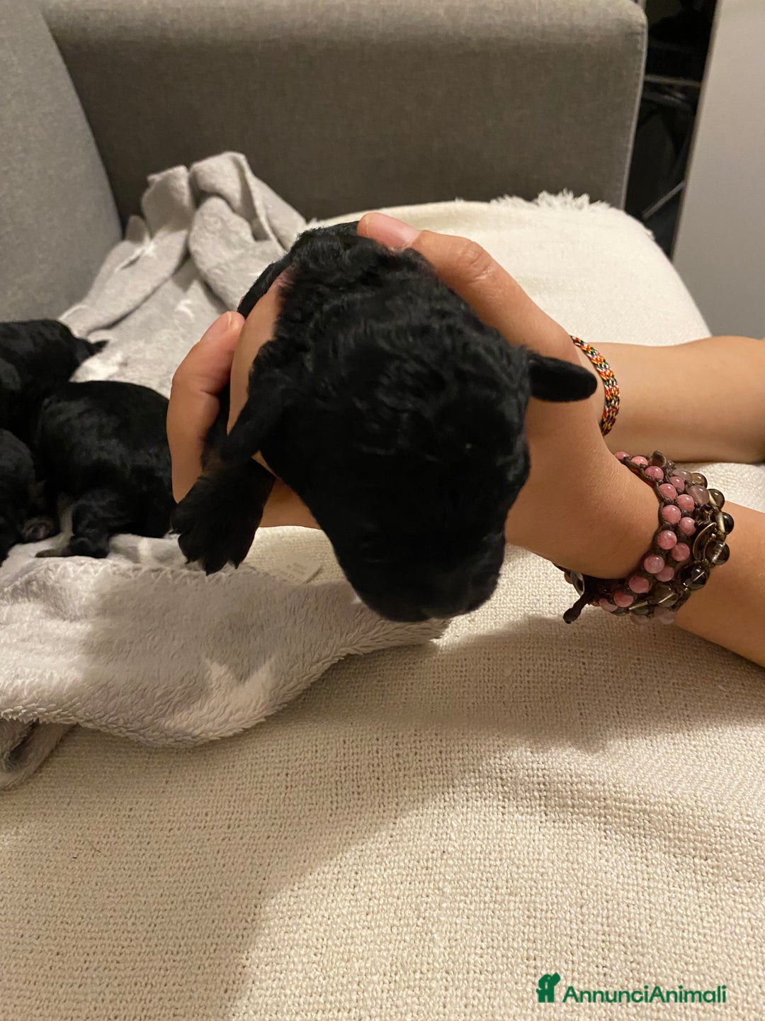 Barboncino cani in vendita: Cuccioli di barboncino  - Annuncio 17