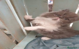 Persiano gatti in vendita: Cucciolo persiano ipertipico maschio a Provincia di Brindisi - Immagine 4