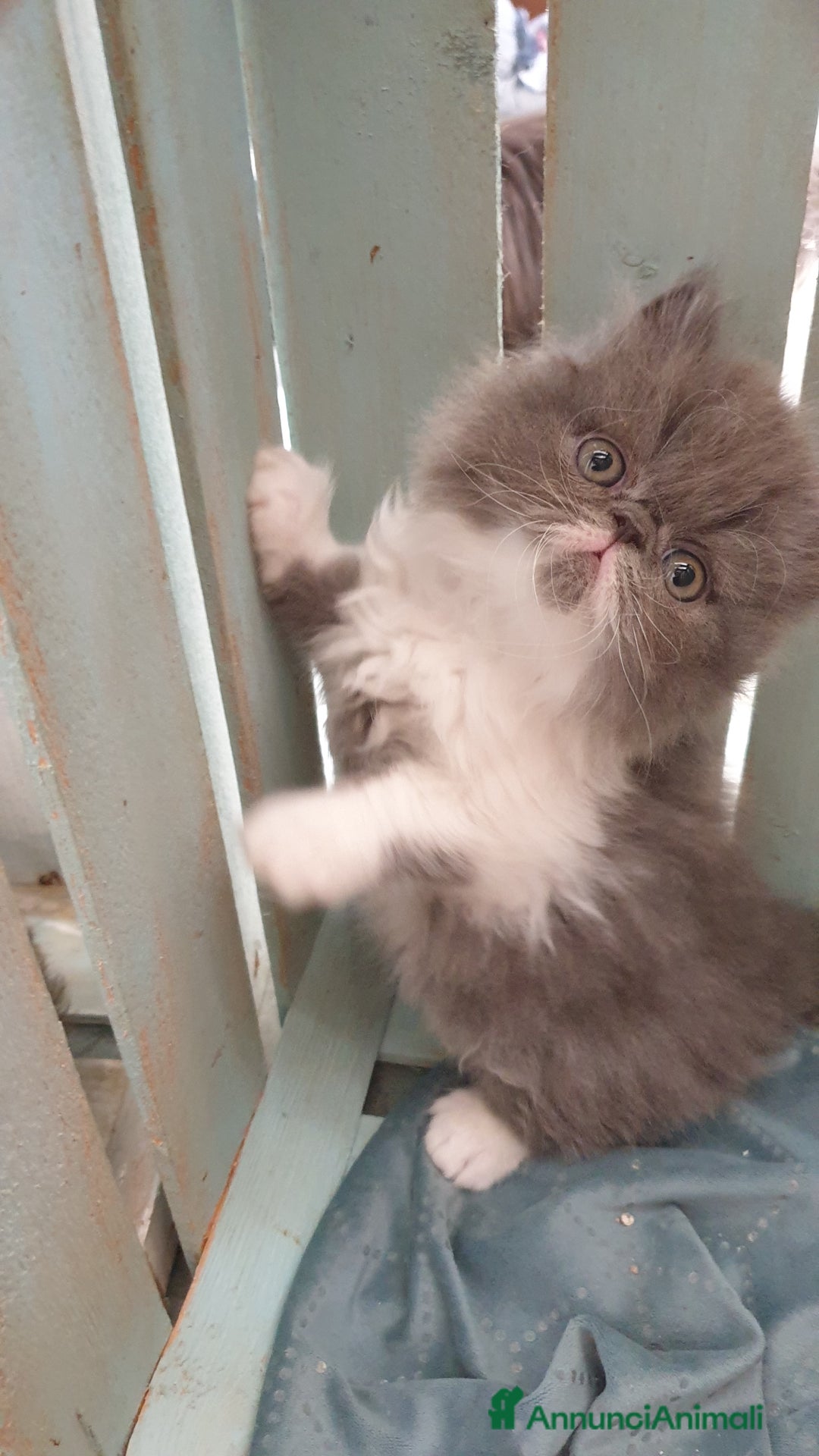 Persiano gatti in vendita: Cucciolo persiano ipertipico maschio a Provincia di Brindisi - Immagine 4