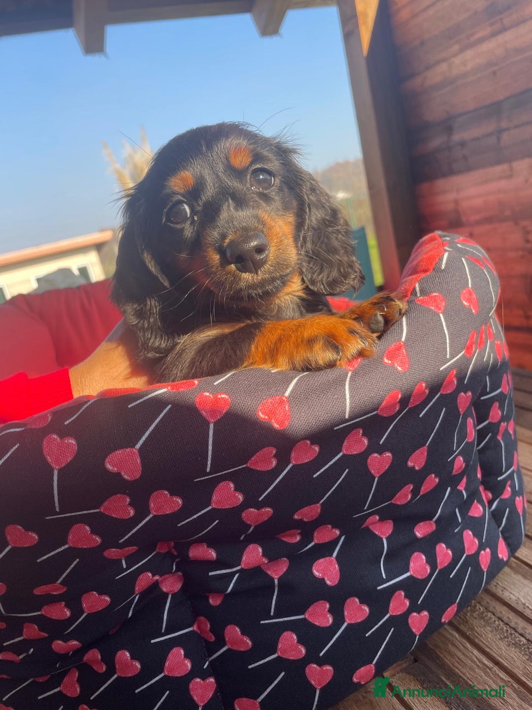 Bassotto cani in vendita: Mashietto bassotto a pelo lungho pedigree Enci - Annuncio 2