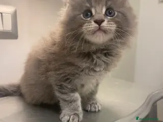 Maine Coon gatti Cucciolata Maine coon con pedigree - Annuncio 5