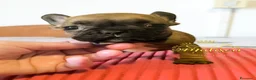 Bulldog Francese cani in vendita: Cuccioli di Bulldog francese - Annuncio 19