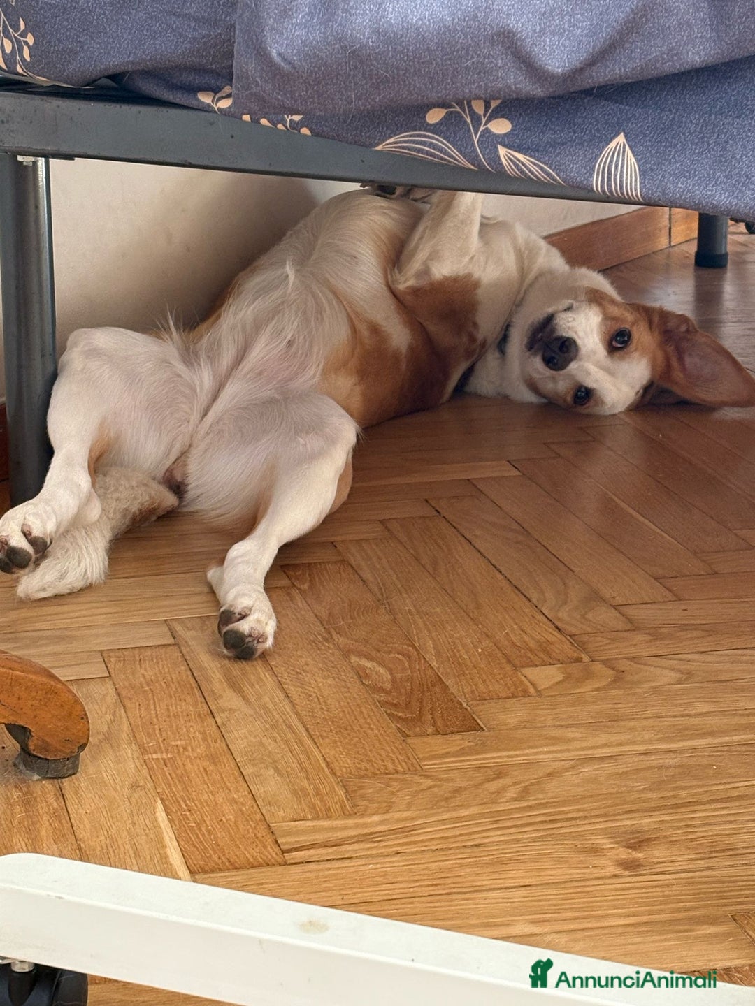 Meticcio cani in regalo: Mila, cane super dolce! - Annuncio 9