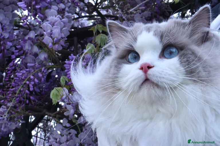 Immagine della galleria {{count}}