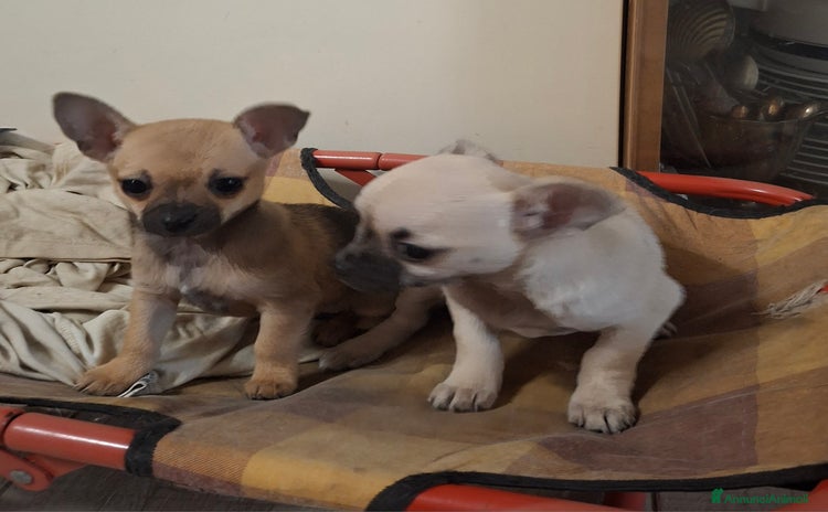 Chihuahua cani - Annuncio 1