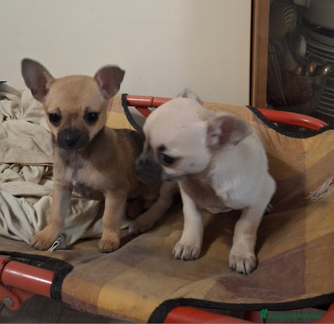 Chihuahua cani - Annuncio 1