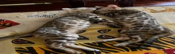 Bengala gatti in vendita: Cuccioli Bengala Jangaleecats - Annuncio 2