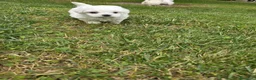 Maltese cani in vendita: Maltese  - Annuncio 7