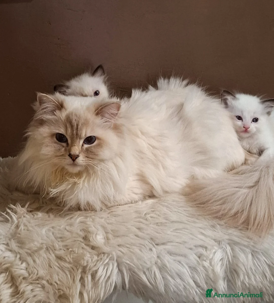 Ragdoll gatti in vendita: Ragdoll con Pedigree  - Annuncio 1