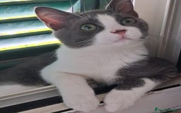 Europeo gatti in regalo: Pandino e Frangetta - Immagine 3