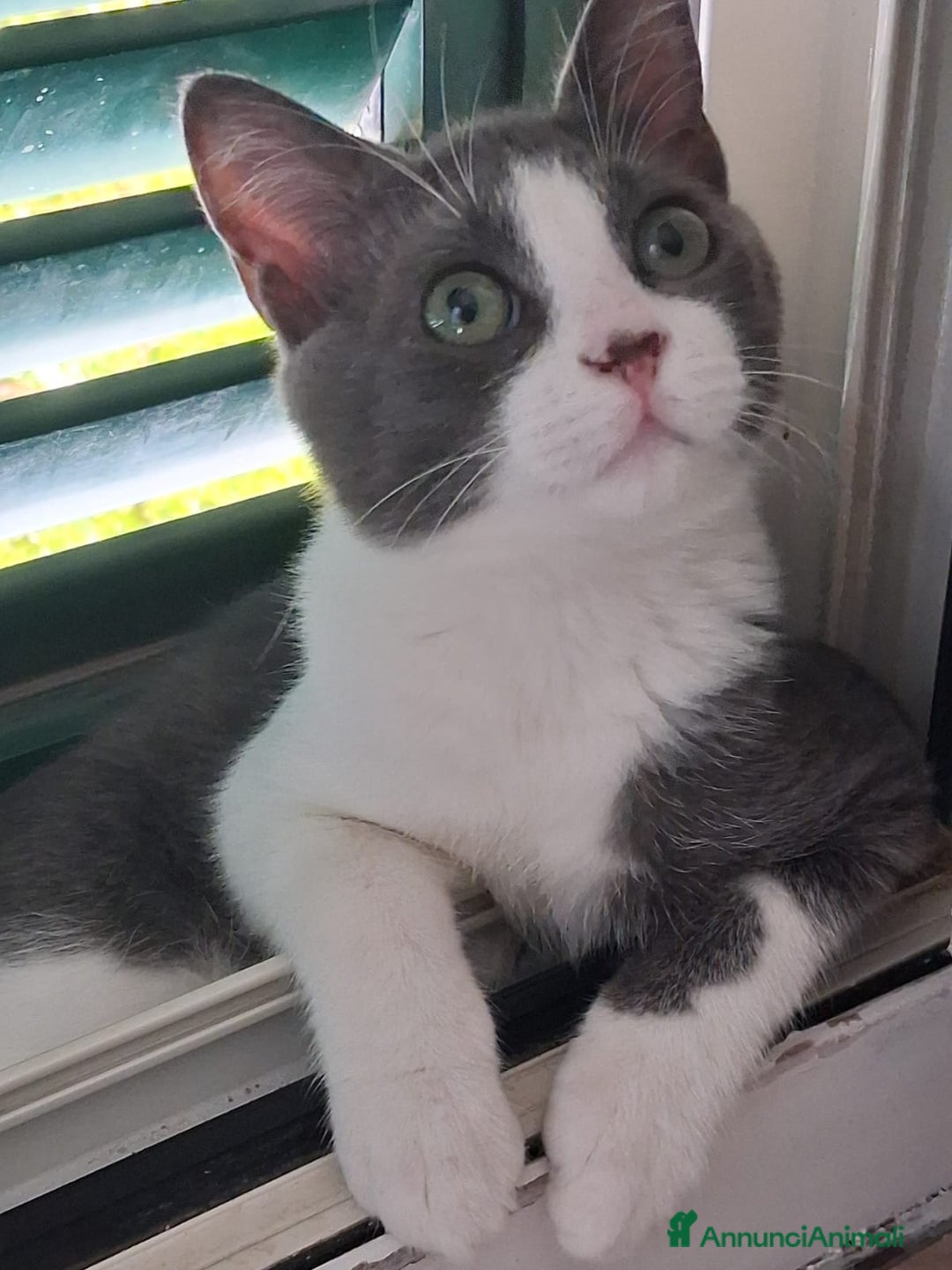 Europeo gatti in regalo: Pandino e Frangetta - Immagine 3