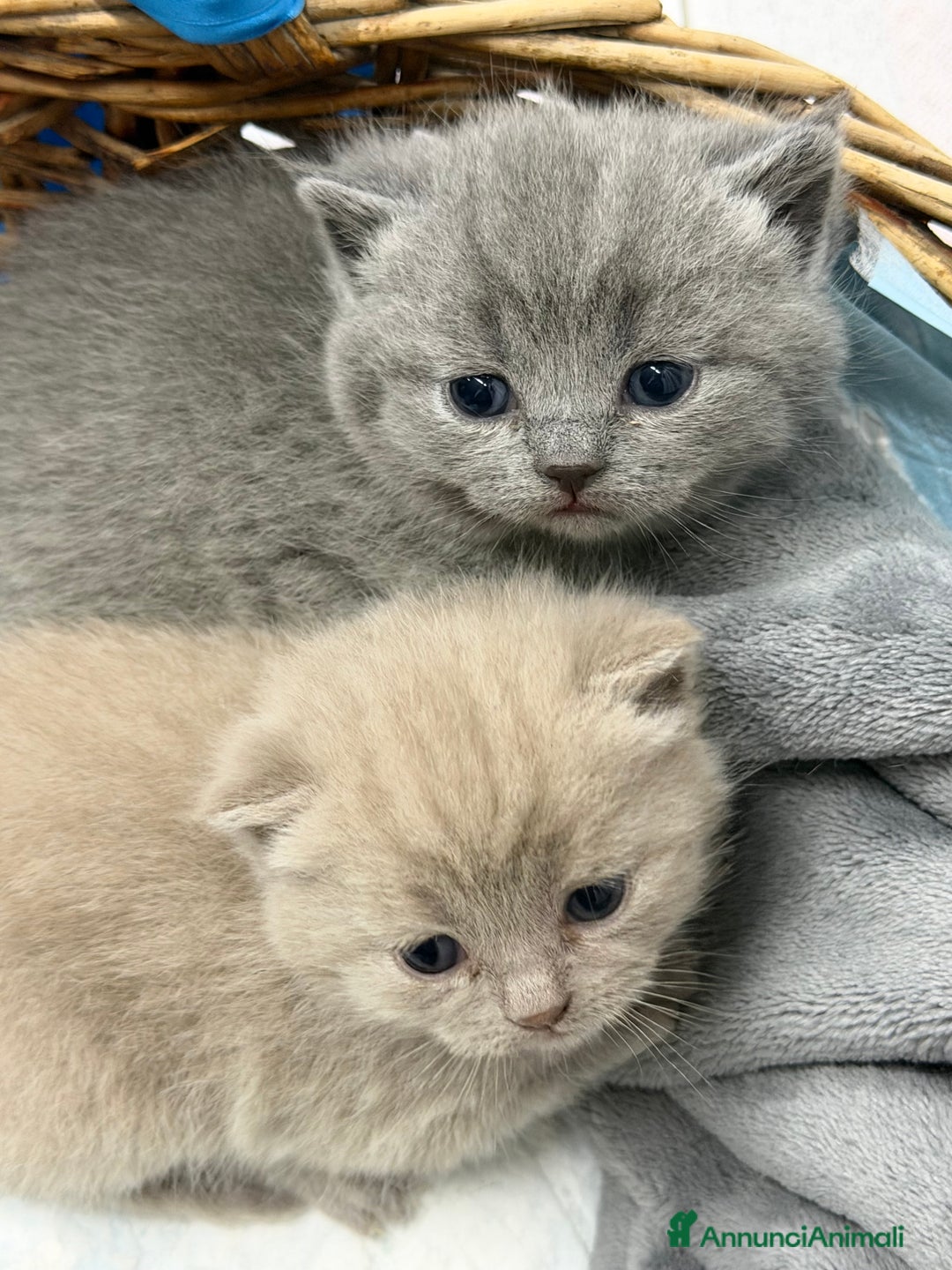 Scottish gatti in vendita: Scottish fold e Straight lilac e blue - Annuncio 6