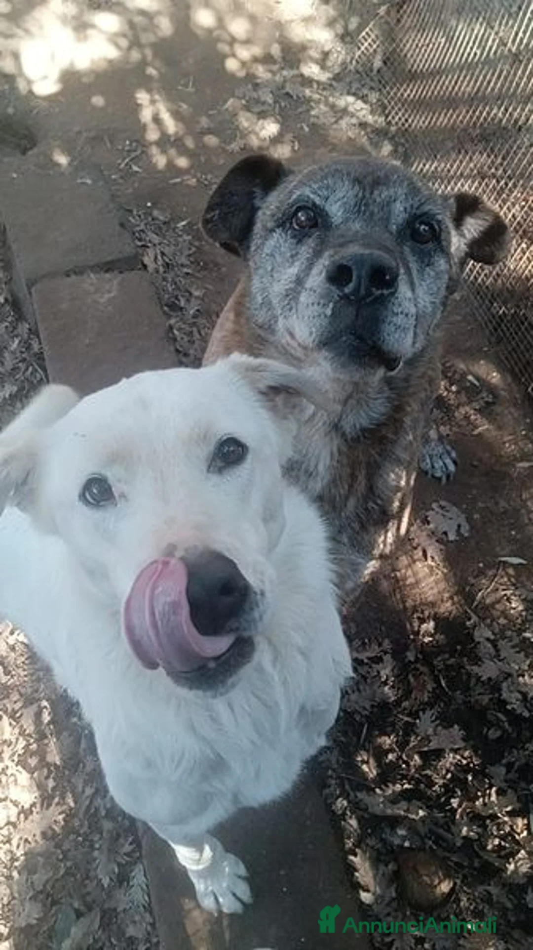 Labrador cani in regalo: HEIDE, candida e dolce creatura a Città metropolitana di Roma Capitale - Annuncio 3
