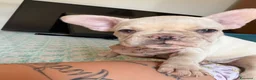Bulldog Francese cani in vendita: Femmina bulldog francese  - Annuncio 4