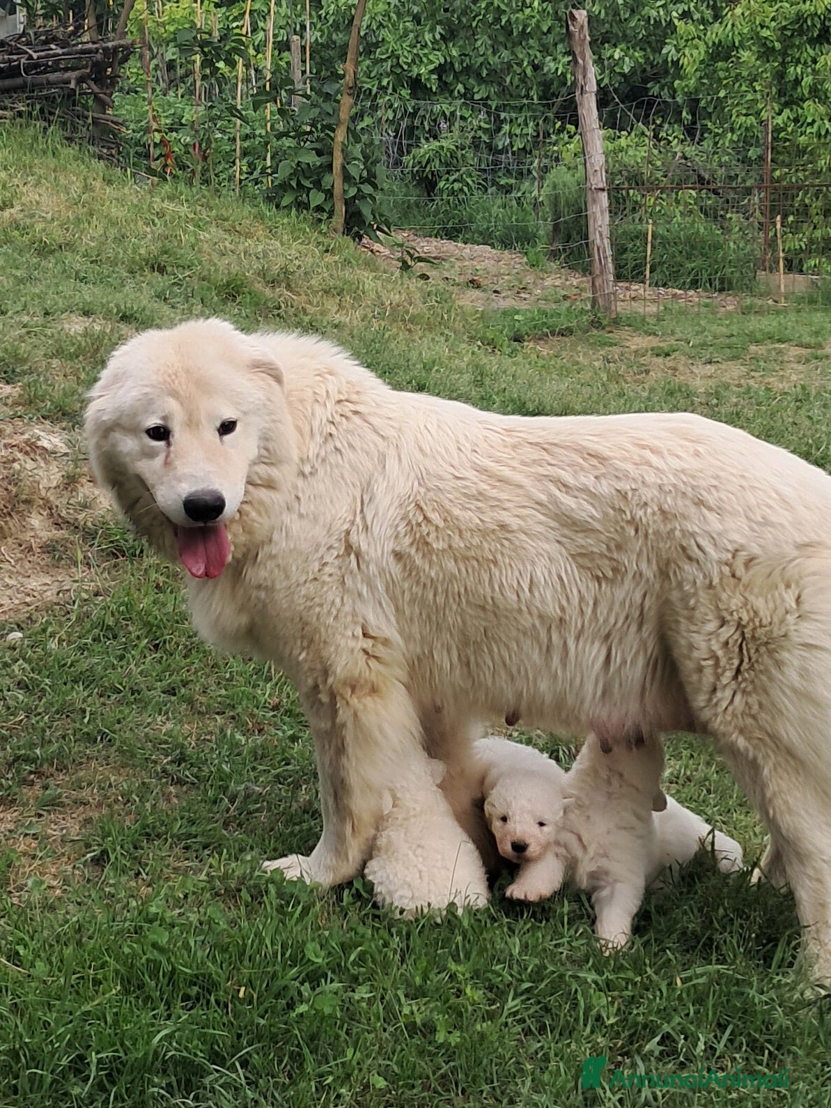 Pastore Maremmano cani cuccioli e cuccioloni di pastore Maremmano Abruz. - Annuncio 30