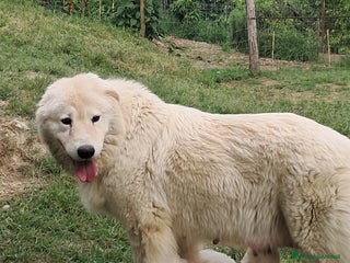 Pastore Maremmano cani cuccioli e cuccioloni di pastore Maremmano Abruz. - Annuncio 2