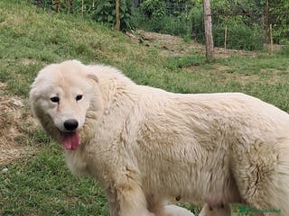 Pastore Maremmano cani cuccioli e cuccioloni di pastore Maremmano Abruz. - Annuncio 3