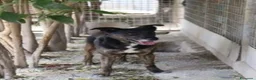 Meticcio cani in regalo: 4/5anni nero/tigrato invisibile in canile.PUGLIA a Città Metropolitana di Milano - Annuncio 4
