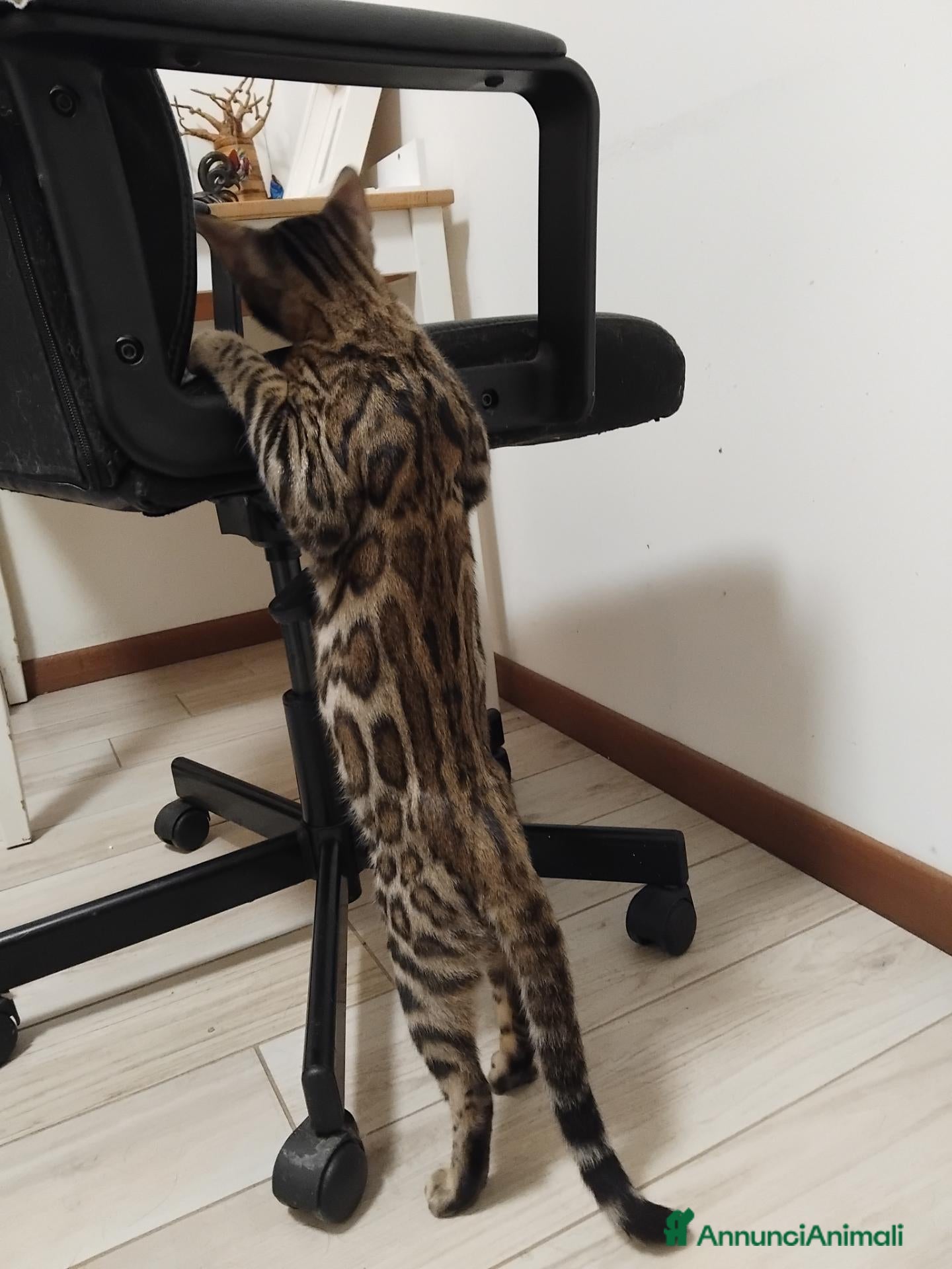 Bengala gatti Dolcissimo gattino del bengala con pedigree AFSI  - Annuncio 2