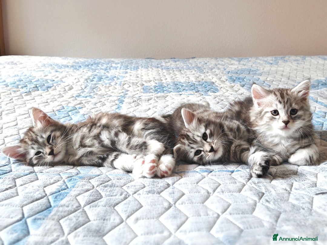 Siberiano gatti in vendita: Cuccioli di gatto siberiano ipoallergenici  - Annuncio 5