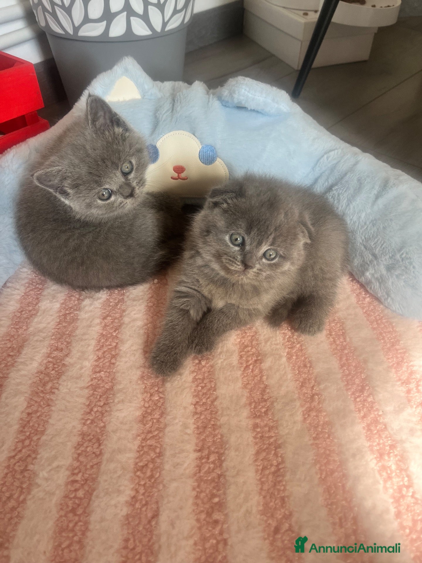 British gatti in vendita: Gattini schottish fold - Annuncio 3