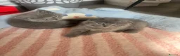 British gatti in vendita: Gattini schottish fold - Annuncio 5
