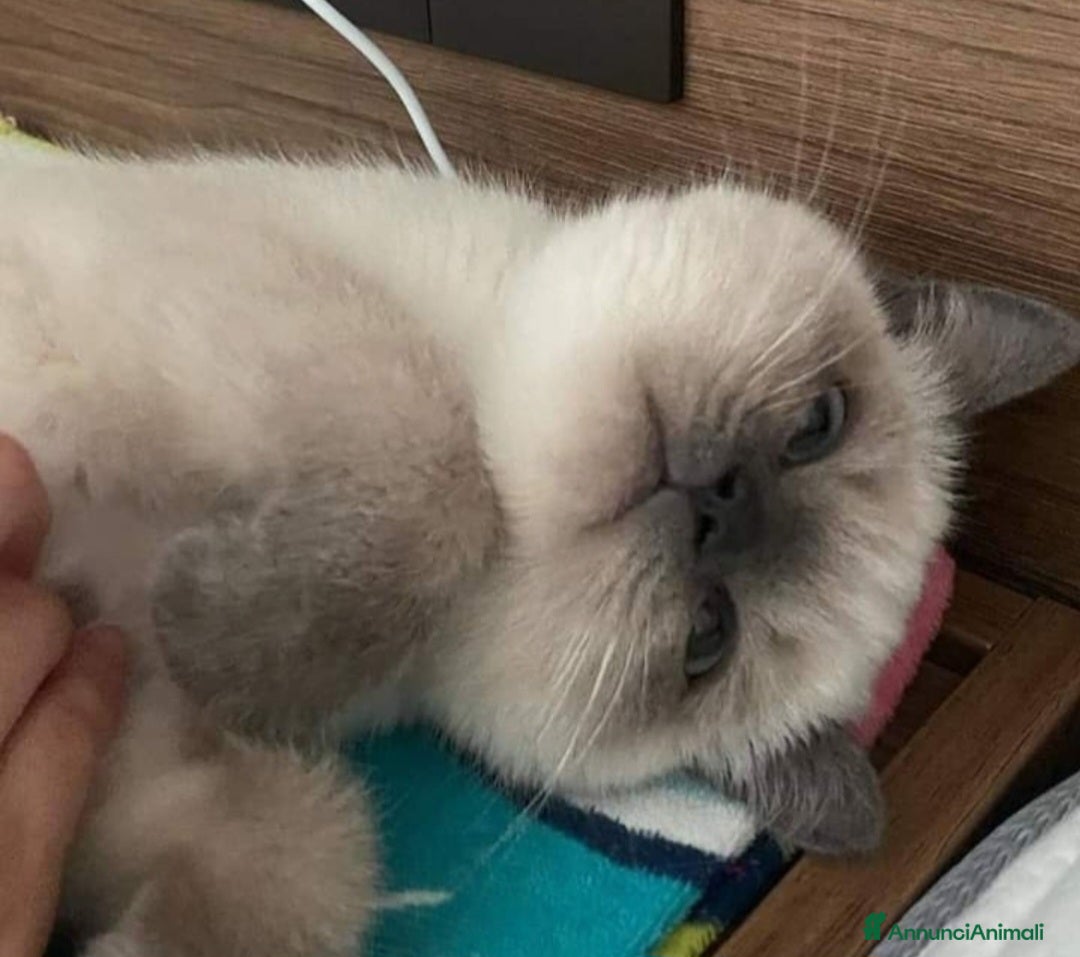 British gatti in vendita: Cuccioli di british  - Annuncio 7