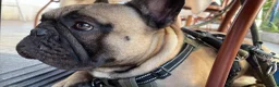 Bulldog Francese cani per accoppiamento: Bulldog Francese per monta - Annuncio 4