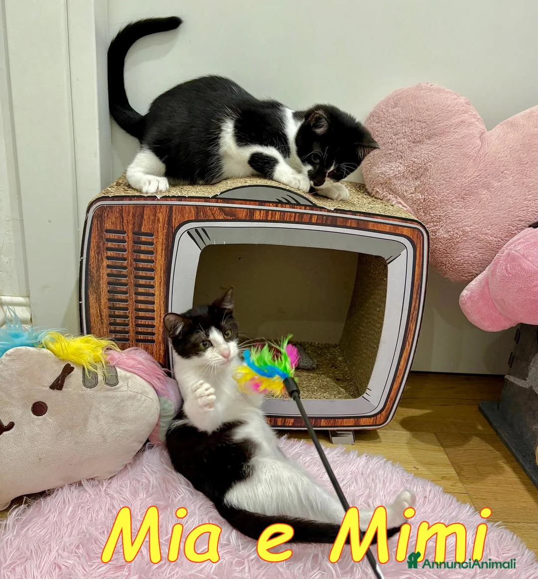 Europeo gatti in regalo: MYA E MIMI DOLCISSIME GATTINE - Annuncio 11