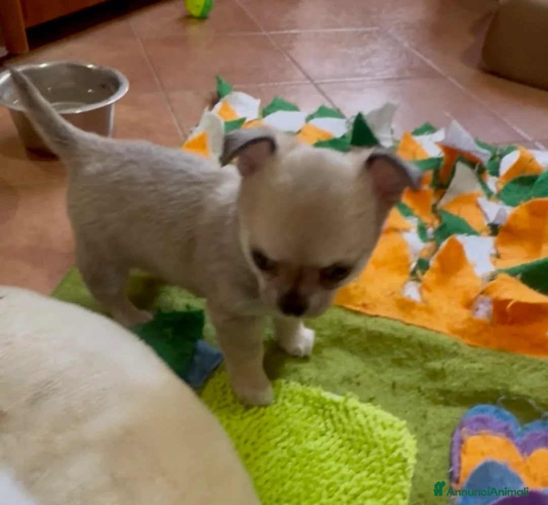 Chihuahua cani in vendita: Cucciola di chihuahua pelo corto pedigree ENCI  - Annuncio 10