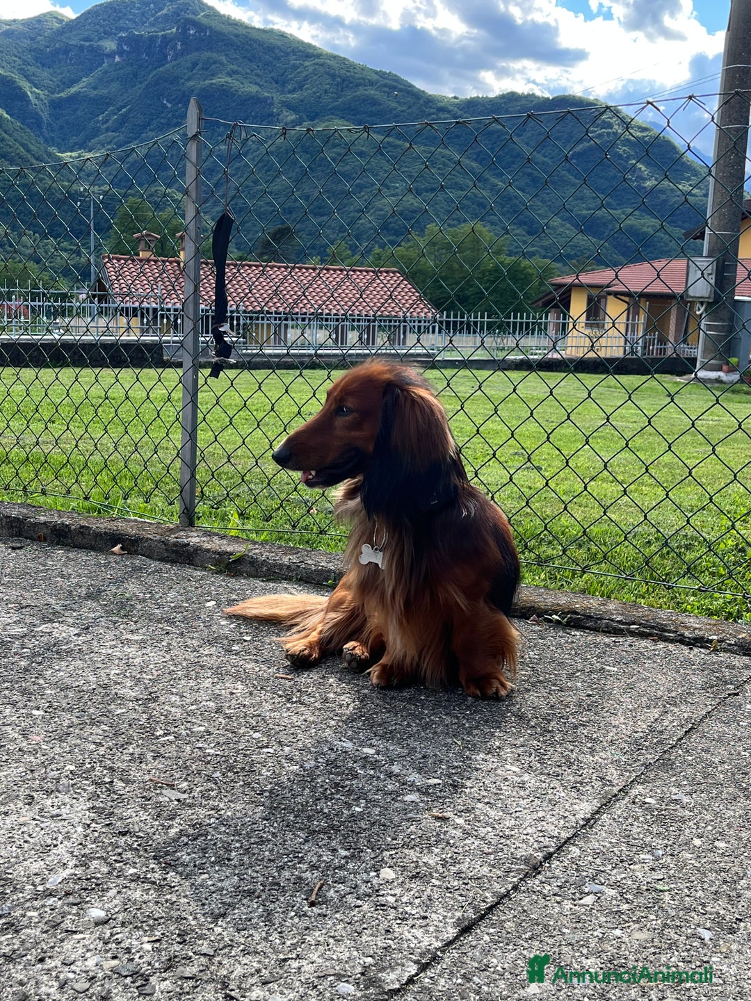 Bassotto cani per accoppiamento: Bassotto a pelo lungo maschio - Annuncio 1