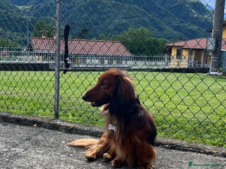 Bassotto cani Bassotto a pelo lungo maschio - Annuncio 4