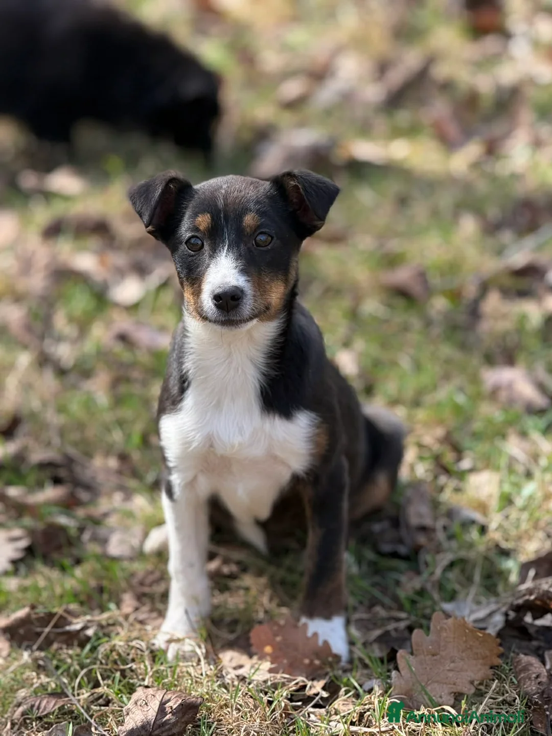 Meticcio cani in regalo: VIOLA, cucciola bella come il sole! - Annuncio 2