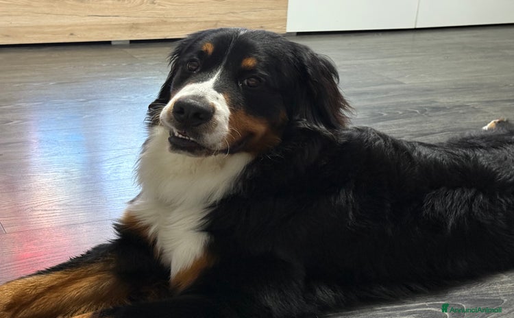 Bovaro del Bernese cani a Provincia di Ancona - Annuncio 1