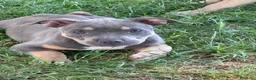 Pitbull cani in vendita: Pit Bull con pedigree, paghi anche a rate  - Annuncio 17
