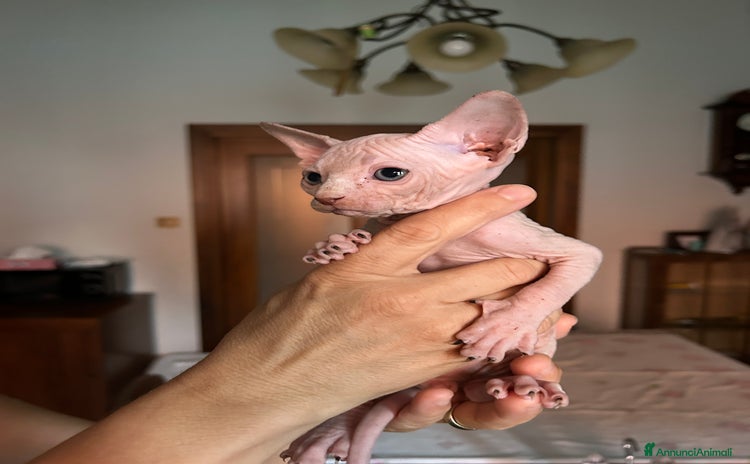 Sphynx gatti a Provincia di Vicenza - Annuncio 10