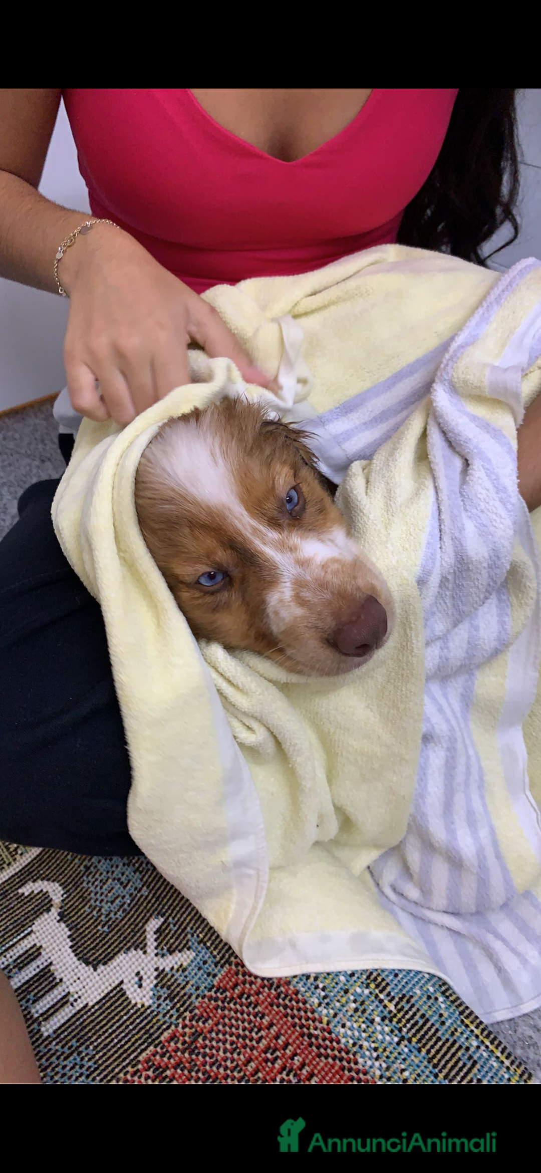 Australian Shepherd cani per accoppiamento: Pastore australiano, 3 anni, stallone - Annuncio 3