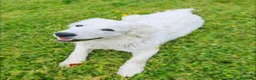 Pastore Maremmano cani in regalo: Sophie cucciolona socievolissima - Annuncio 10