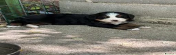 Bovaro del Bernese cani in vendita: Cucciole di Bovaro del Bernese - Annuncio 7